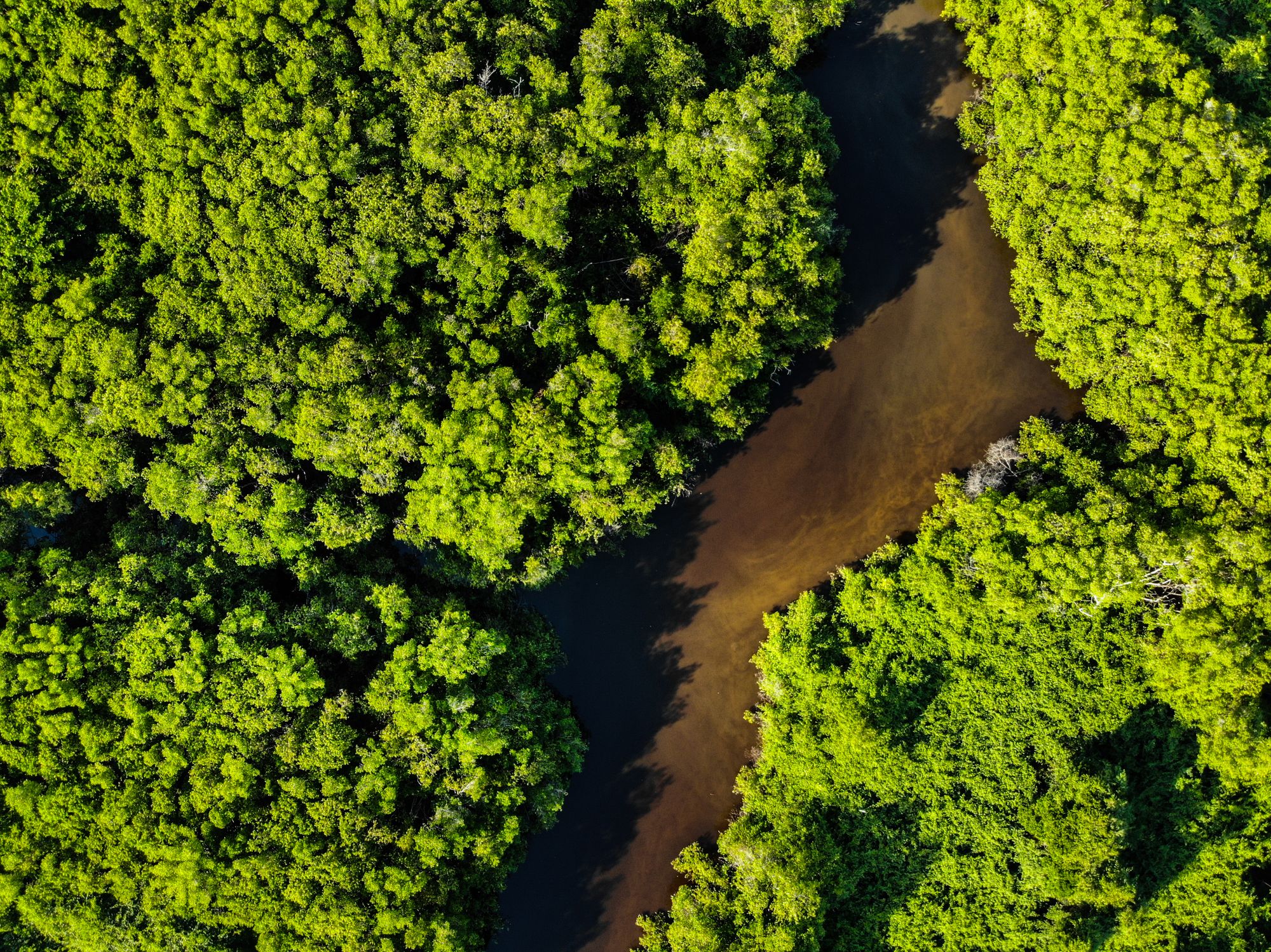 An aerial view of a river winding through green forest.