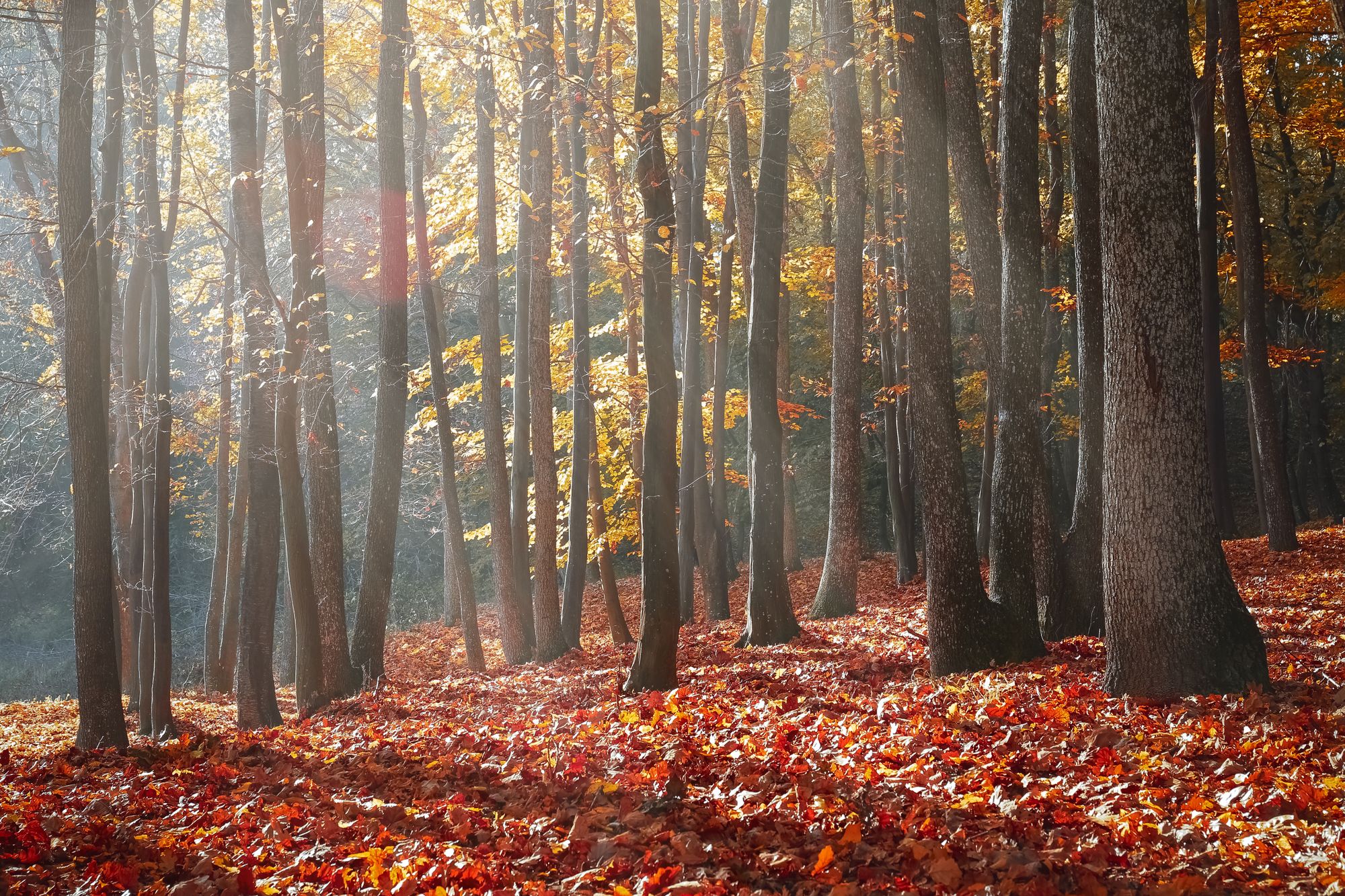 Sunlight filters through trees in an autumn woodland.